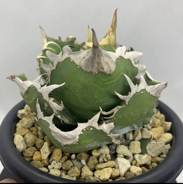 元祖ブツブツ】アガベチタノタCok/cg-01成長記録｜BOTANILIFE