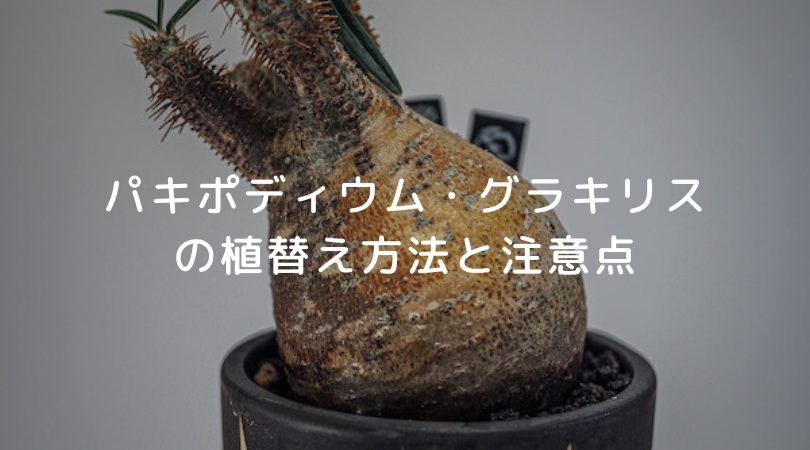 パキポディウム・グラキリス(現地球)の植替え方法と注意したことを紹介