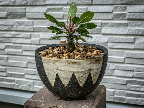 invisible ink鉢の抽選に当選！MUD N DUST THE BOWL “MEX.” EXTRA