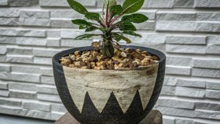 invisible ink鉢の抽選に当選！MUD N DUST THE BOWL “MEX.” EXTRA