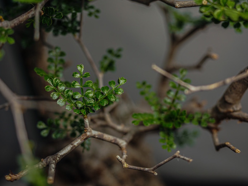 まとめ】オペルクリカリア・パキプスの発根管理記録｜BOTANILIFE