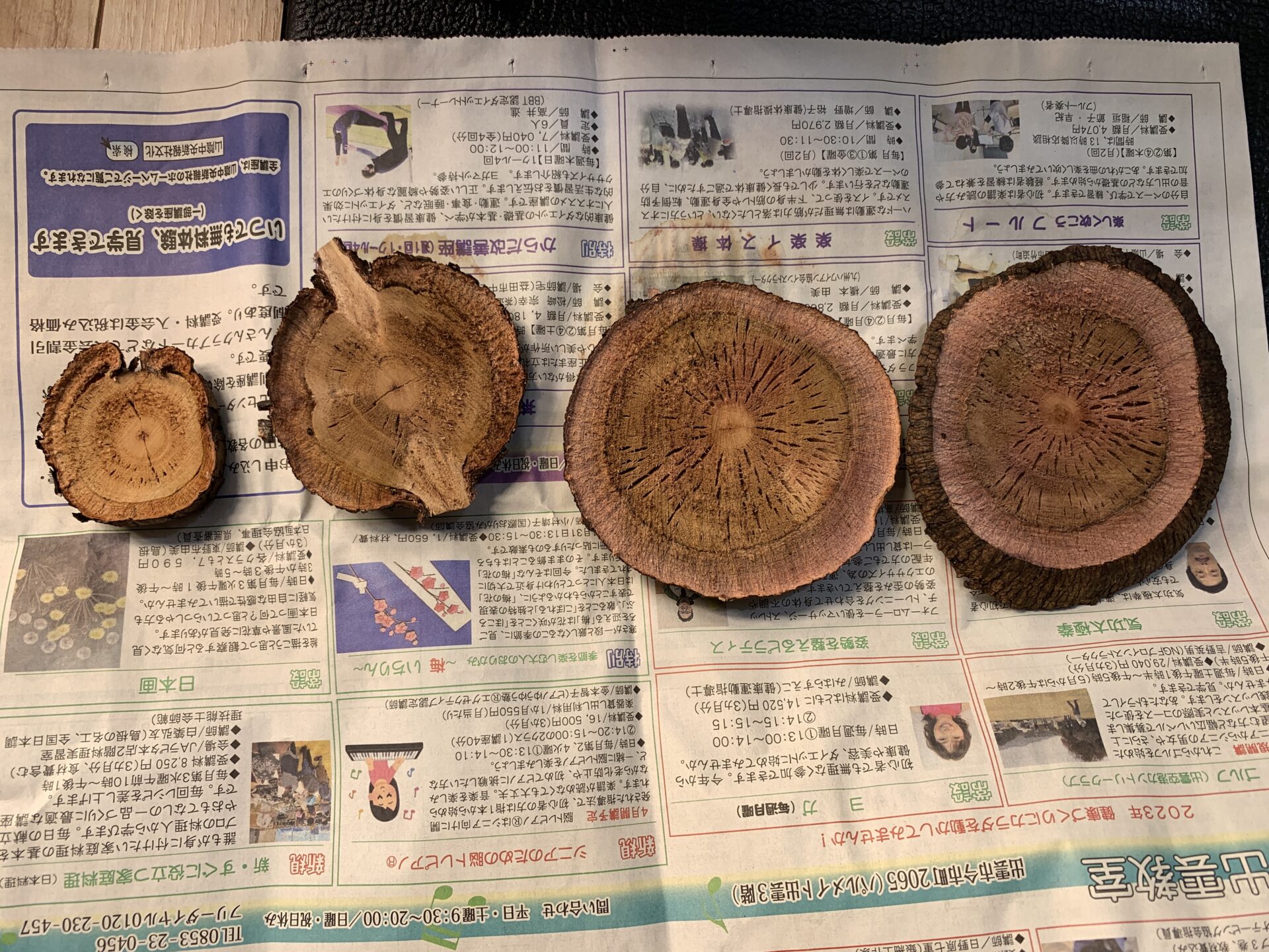 6本目】オペルクリカリア・パキプスの発根管理に挑戦！【ベアルート