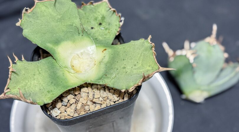 アガベチタノタの葉の断面観察｜多肉質で硬い葉の構造を徹底解説