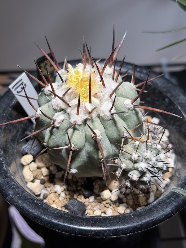 黒王丸（コピアポア・シネレア）が開花！環境と時期は？｜BOTANILIFE