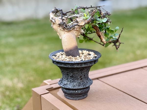 発根管理に成功したコミフォラ・カタフ（Commiphora kataf）を陶器鉢に