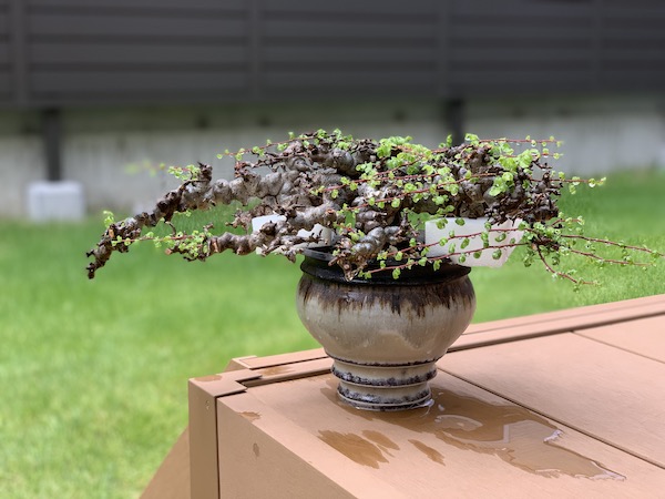 発根管理に成功したコミフォラ・エイル（Commiphora sp. Eyl）を陶器鉢