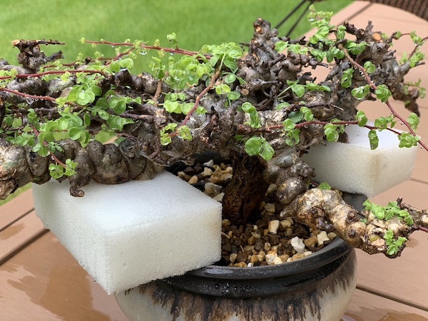 発根管理に成功したコミフォラ・エイル（Commiphora sp. Eyl）を陶器鉢