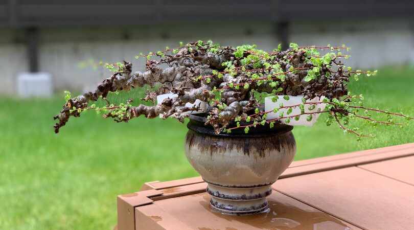 発根管理に成功したコミフォラ・エイル（Commiphora sp. Eyl）を陶器鉢