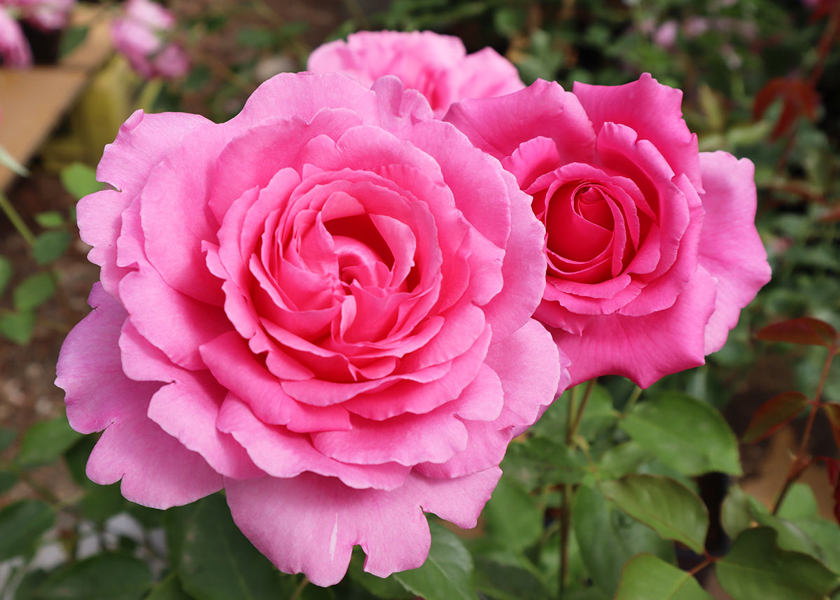 四季咲き大輪 ハイブリッドティー (HT) | THE ROSE SHOP｜バラ専門店