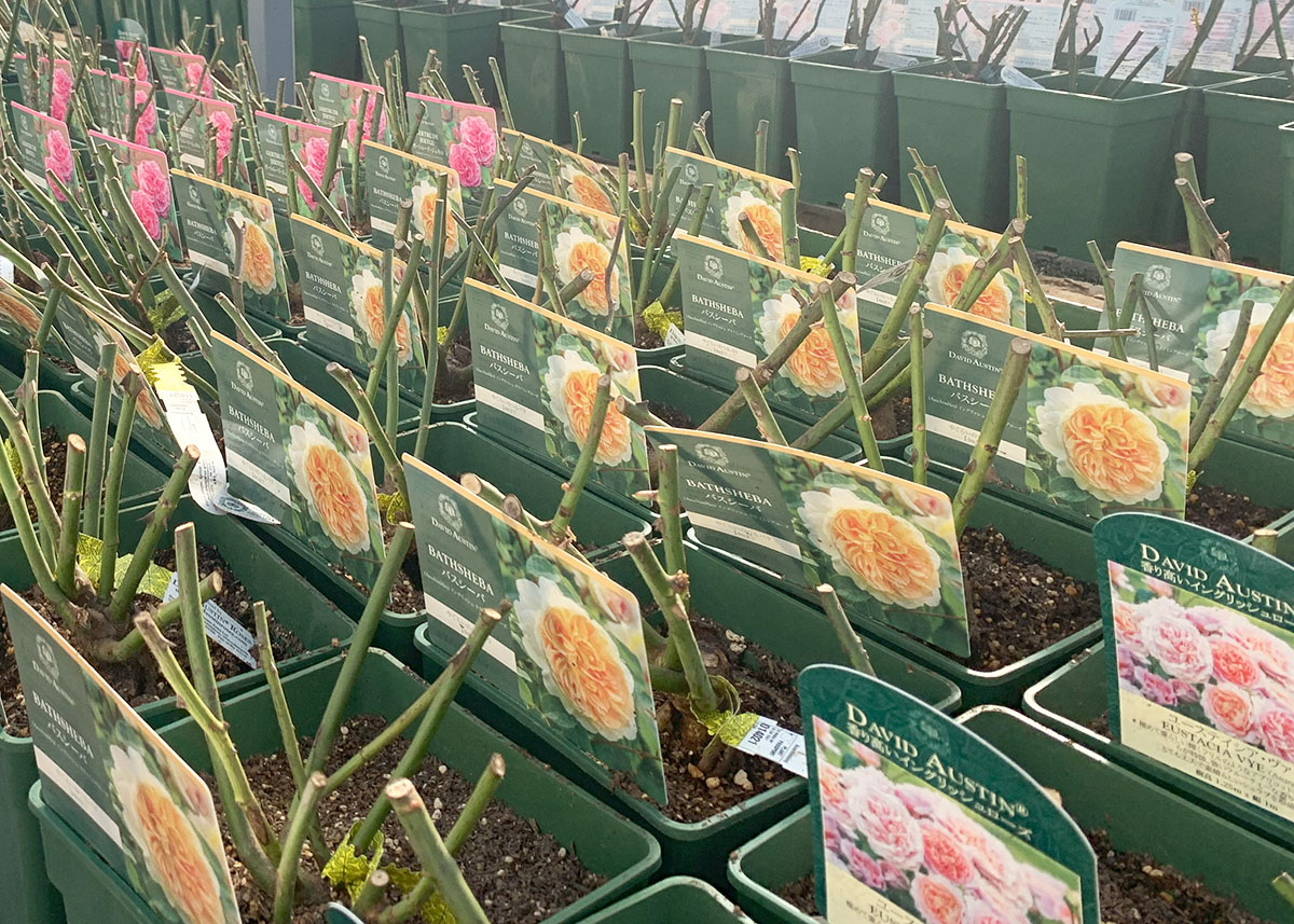 バラ苗 【ワイルドイブ】 (大苗) シュラブ 半つる性 返り咲き 中輪