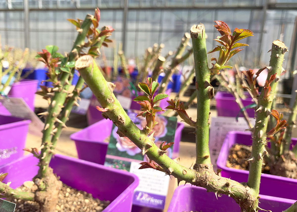 予約苗 バラ苗 【ウンディーネ】 (大苗) フロリバンダ 四季咲き 中輪