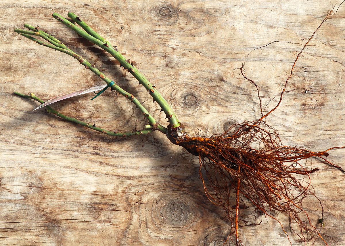 予約苗 バラ苗 【ガートルードジェキル】 (大苗裸苗) シュラブ 半つる