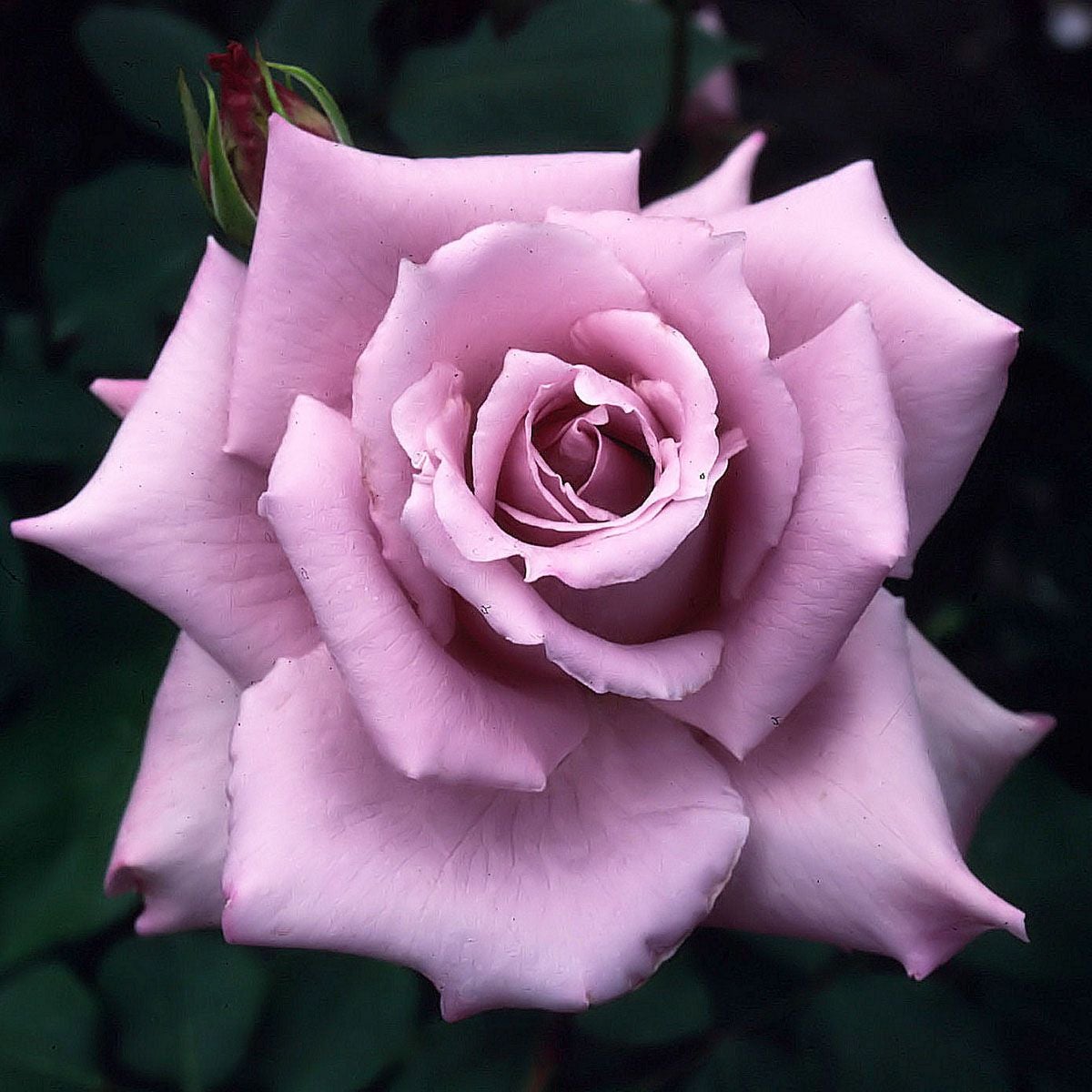 バラ苗 【マダムヴィオレ】 (大苗) ハイブリッドティー 四季咲き 大輪