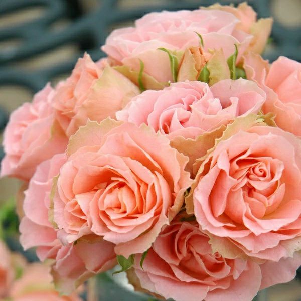 バラ苗 【ロマンティックレース】 (新苗植え替え) フロリバンダ