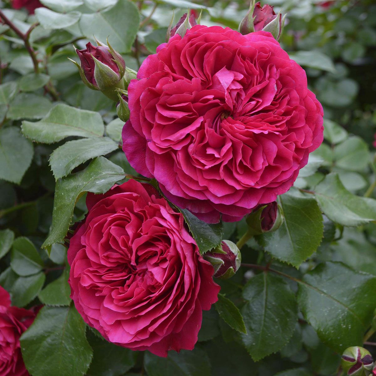 バラ苗 【レッドレオナルドダビンチ】 (大苗) フロリバンダ 四季咲き