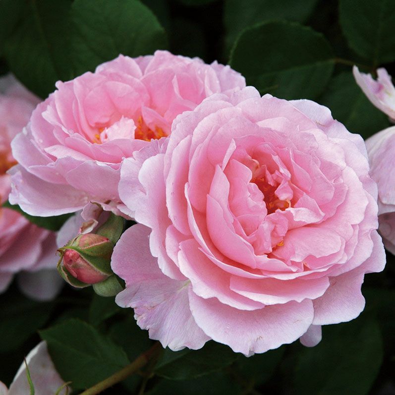 バラ苗 【夢香 (ゆめか)】 (新苗) フロリバンダ 四季咲き 中輪 ピンク