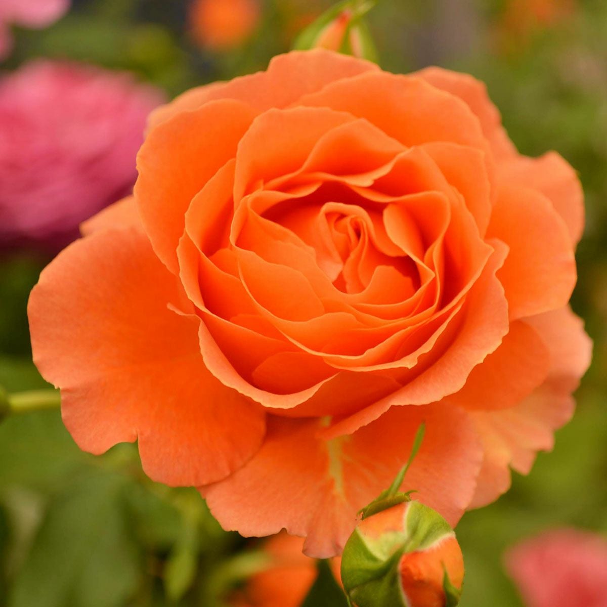 予約苗 バラ苗 【ビブレバカンス！】 (新苗) フロリバンダ 四季咲き 中