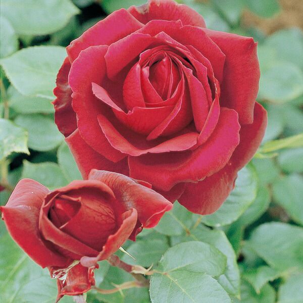 バラ苗 【オクラホマ】 (新苗植え替え) ハイブリッドティー 四季咲き