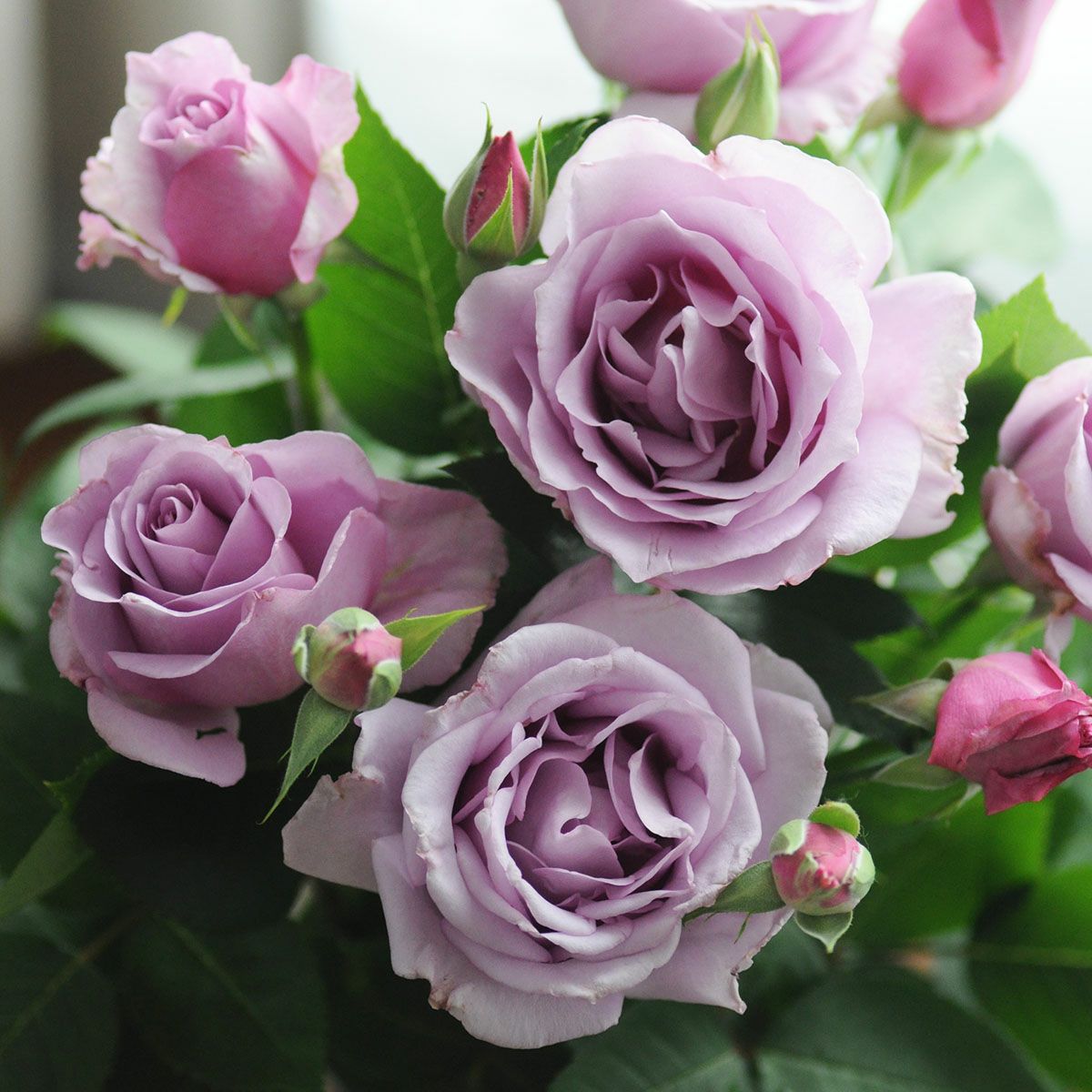 予約苗 バラ苗 【夜来香 (イエライシャン)】 (大苗) フロリバンダ