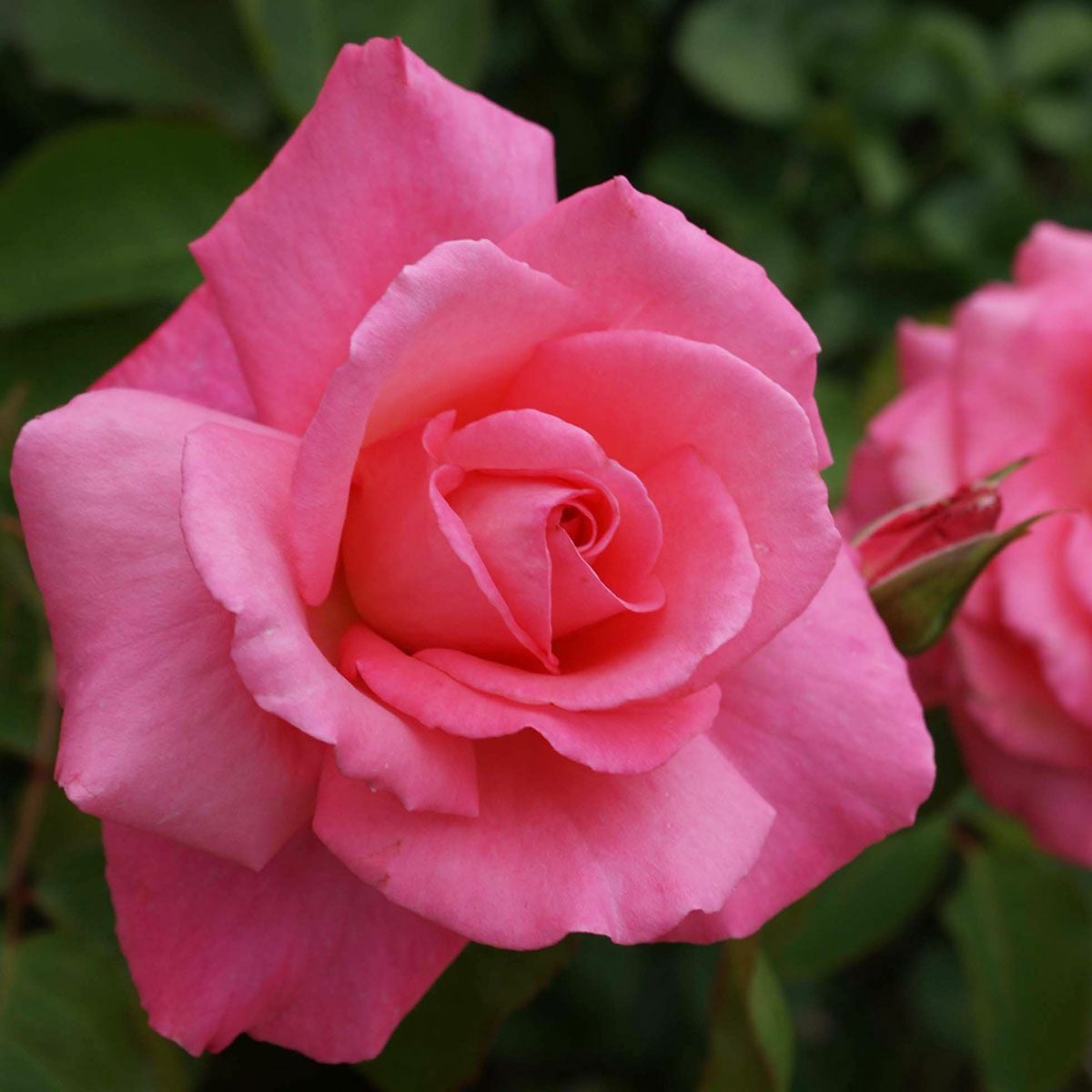 バラ苗 【芳純 (ほうじゅん)】 (アウトレット苗) ハイブリッドティー