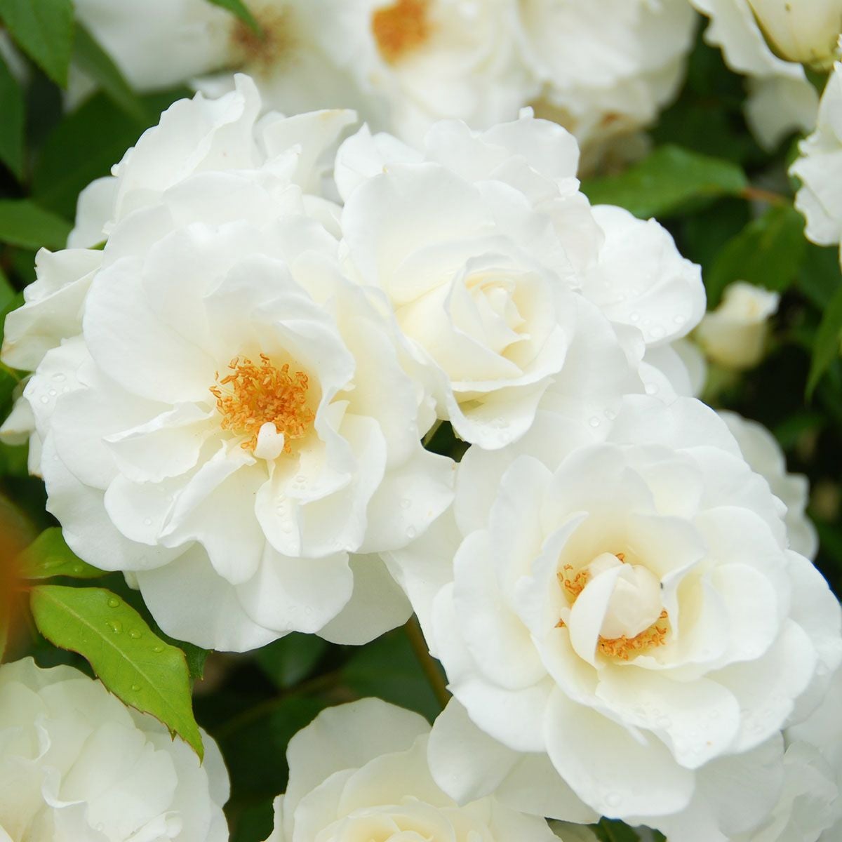 バラ苗 【アイスバーグ】 (アウトレット苗) フロリバンダ 四季咲き 中