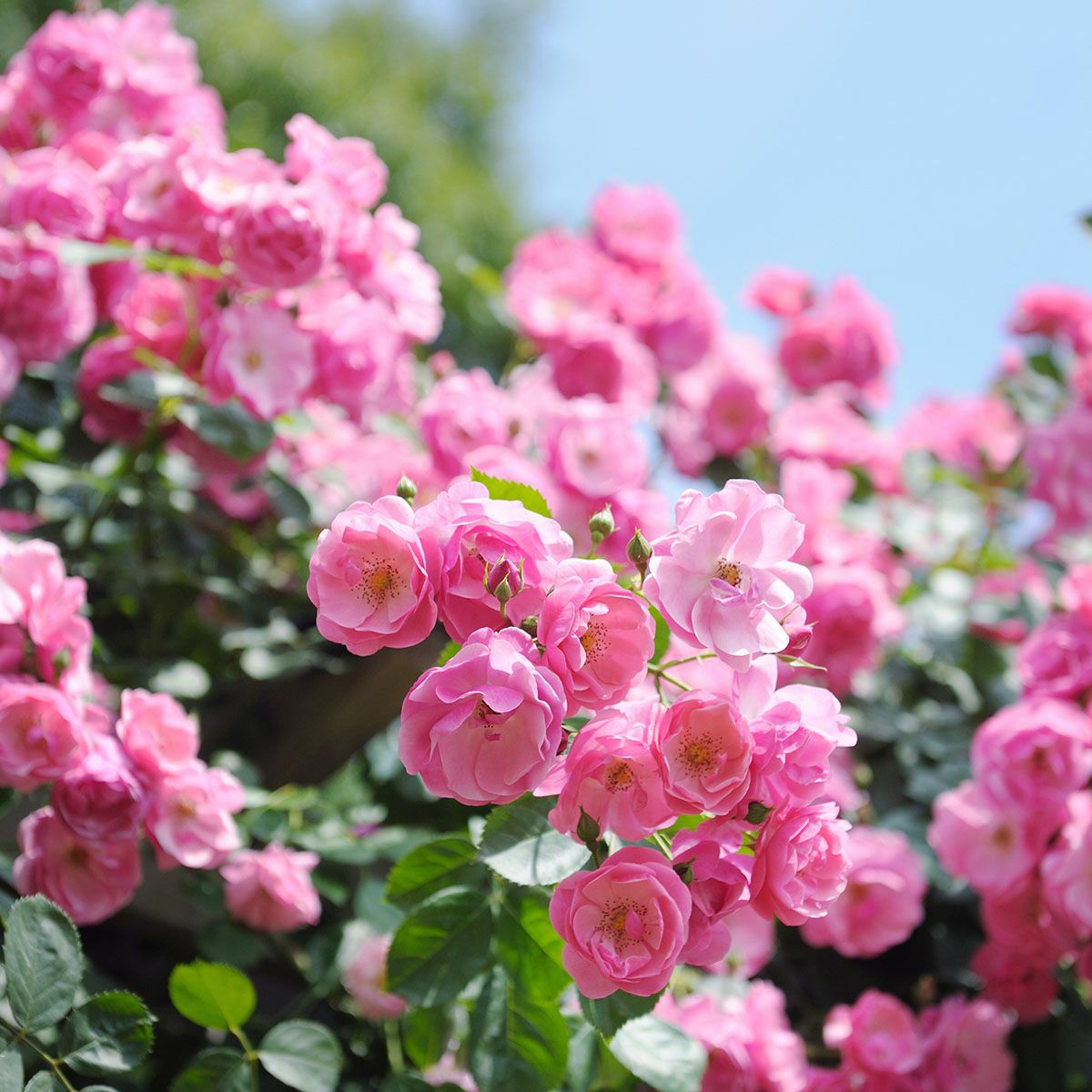 バラ苗 【つるアンジェラ】 (アウトレット苗) つるバラ 四季咲き 小輪