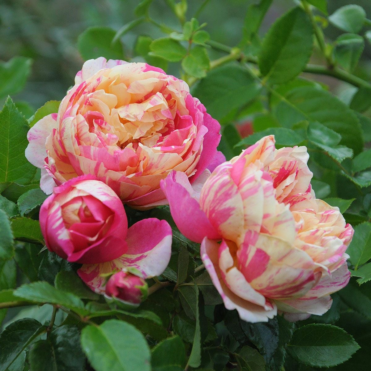 予約苗 バラ苗 【エドゥアールマネ】 (新苗) シュラブ 半つる性