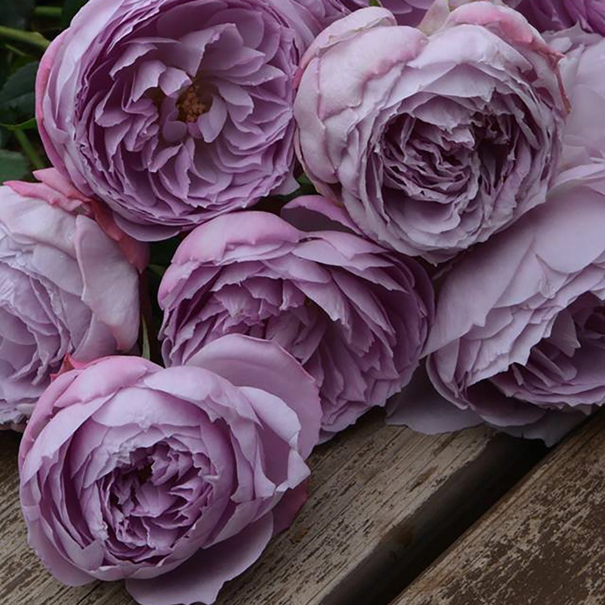 予約苗 バラ苗 【ラピスラズリ】 (新苗) シュラブ 半つる性 四季咲き