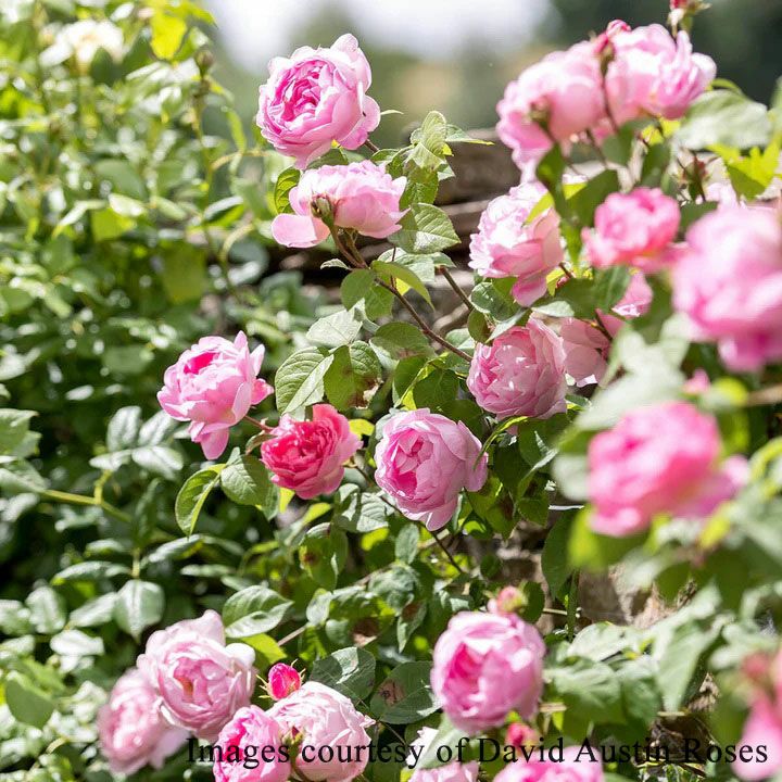 バラ苗 【コンスタンススプライ】 (大苗) シュラブ 半つる性 一季咲き