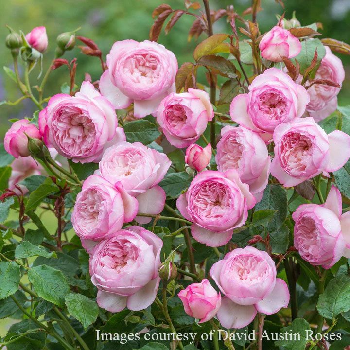 予約苗 バラ苗 【ザミルオンザフロス】 (大苗) シュラブ 半つる性