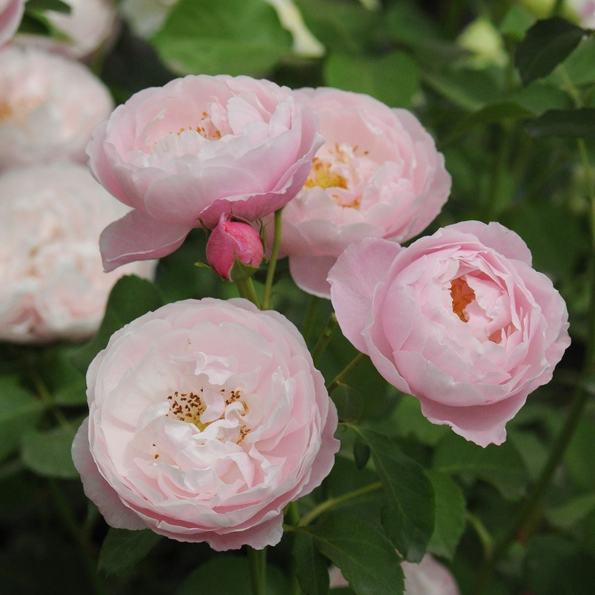 予約苗 バラ苗 【プリュム】 (新苗) シュラブ 半つる性 四季咲き 中輪