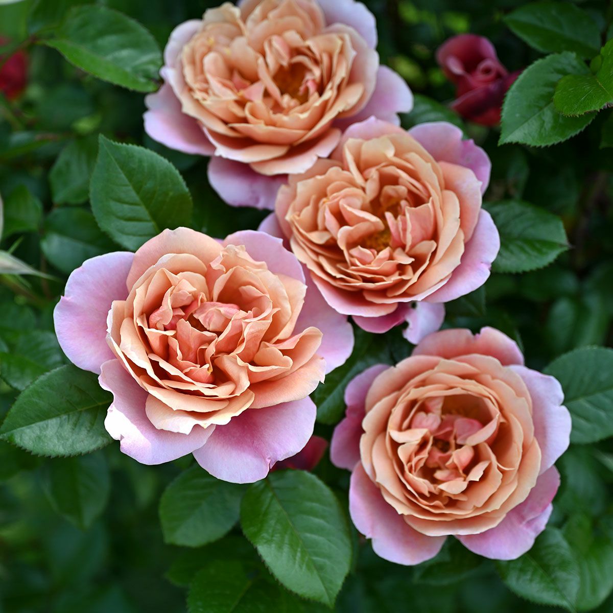 予約苗 バラ苗 【ピンクビンテージ】 (新苗) フロリバンダ 四季咲き 中