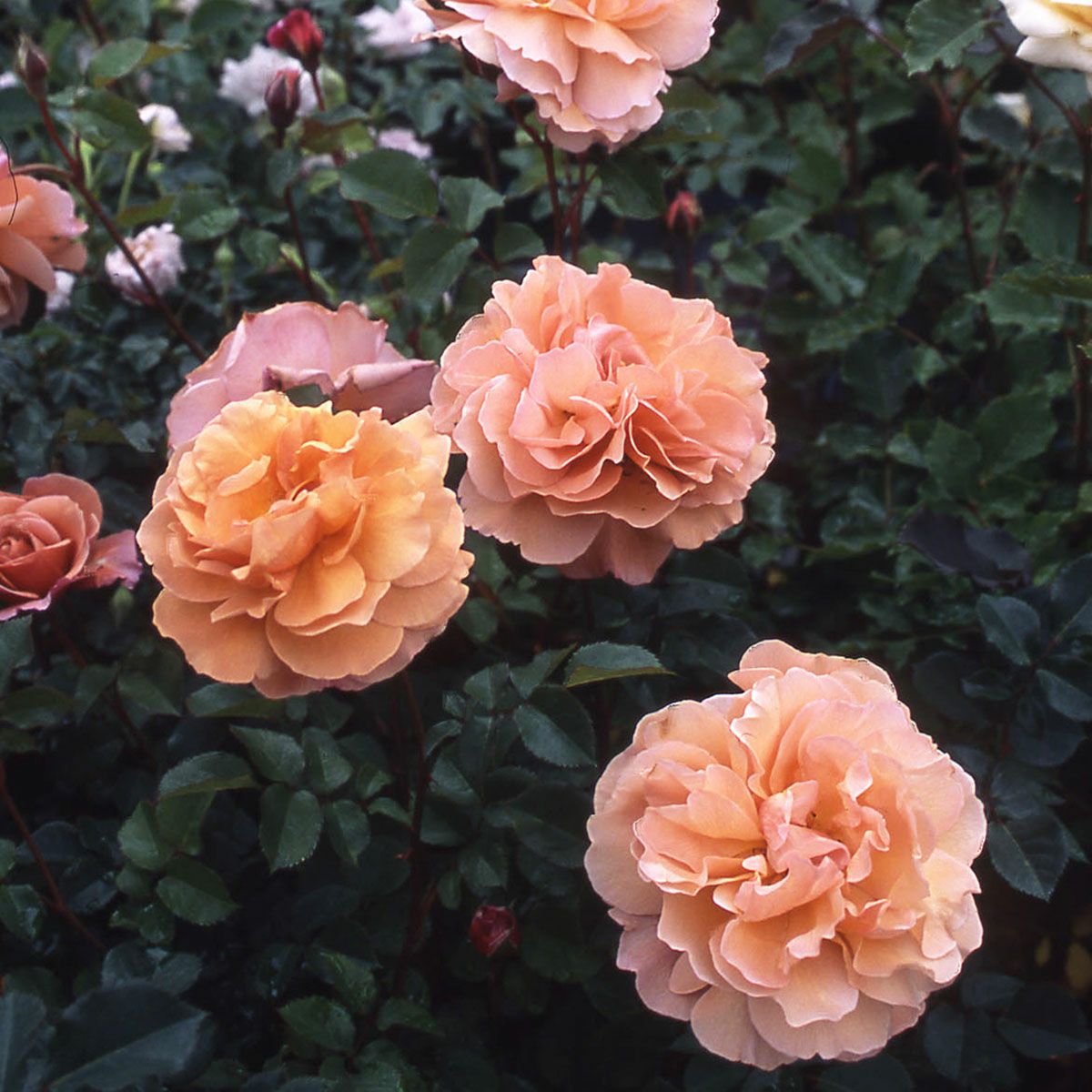 予約苗 バラ苗 【空蝉 (うつせみ)】 (新苗) フロリバンダ 四季咲き中輪