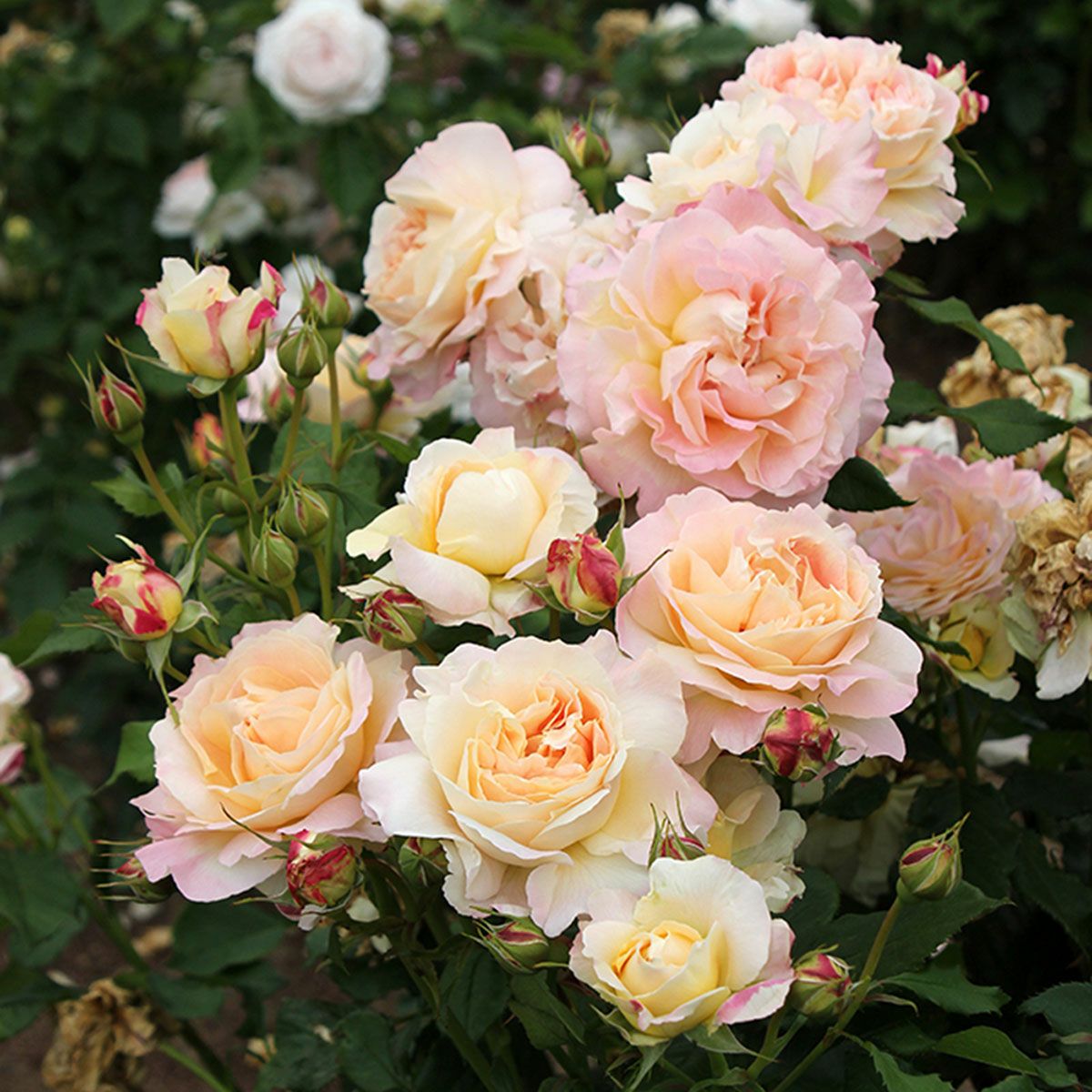 予約苗 バラ苗 【カンパネルラ】 (新苗) フロリバンダ 四季咲き 中輪