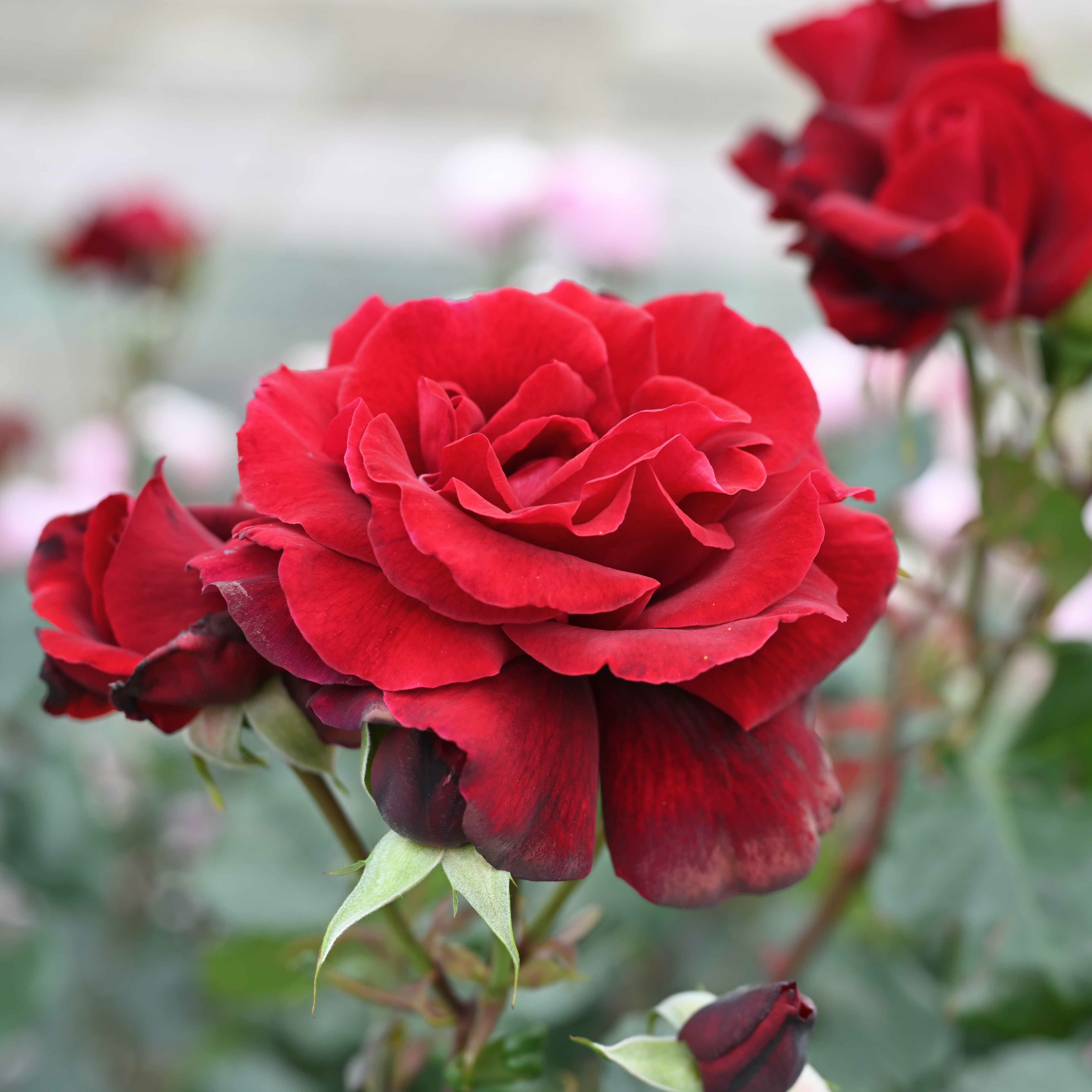 予約苗 バラ苗 【レジェンドオブルージュ】 (新苗) ハイブリッドティー