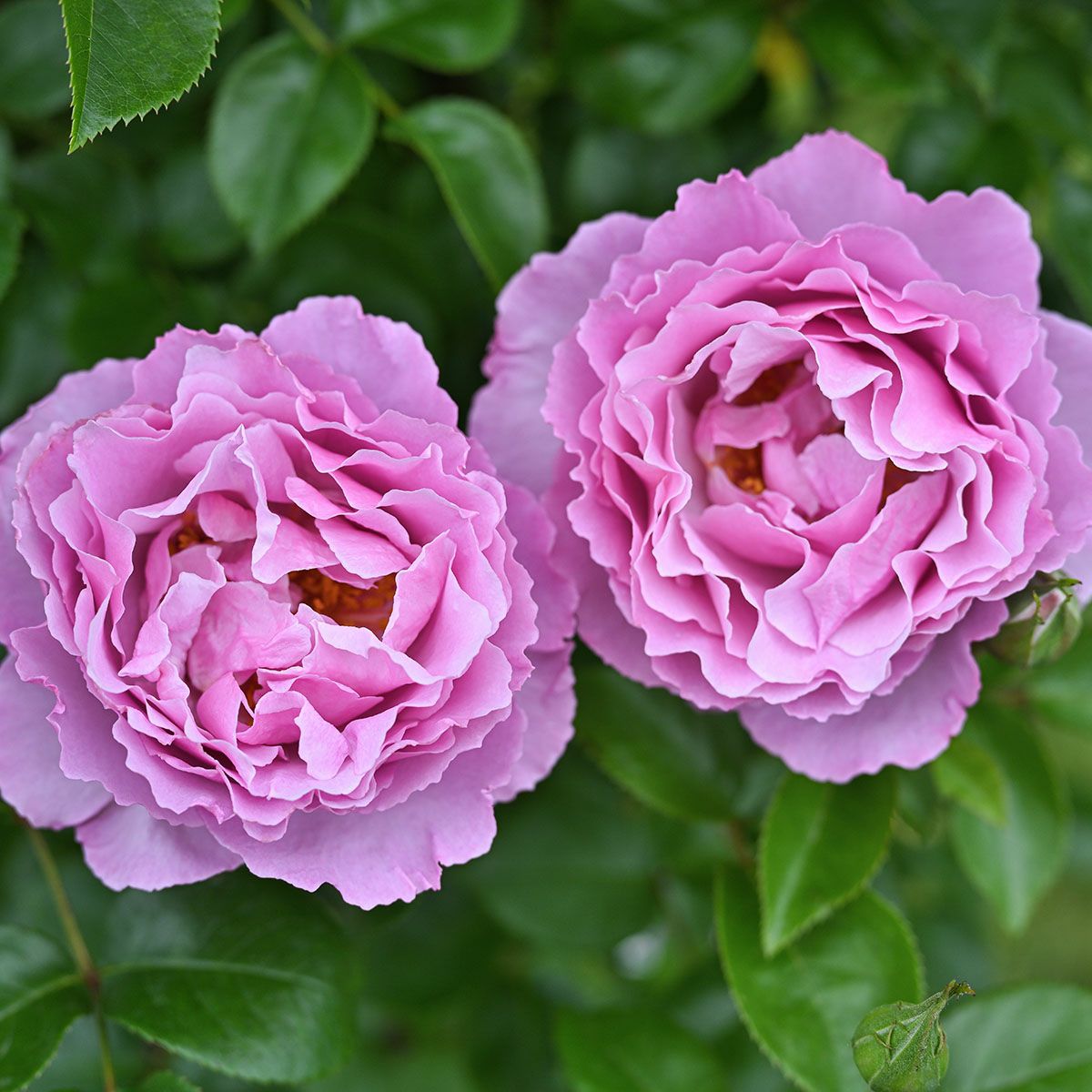 予約苗 バラ苗 【アレキサンドラダビッドニール】 (新苗) シュラブ 半