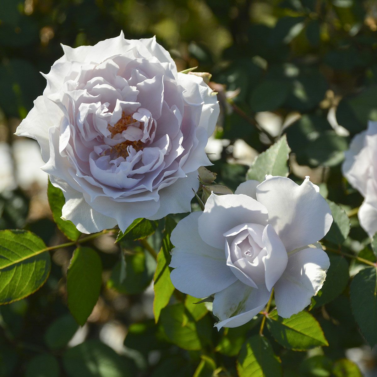 バラ苗 【ザセレスティアル】 (大苗) フロリバンダ 四季咲き 中輪 紫系