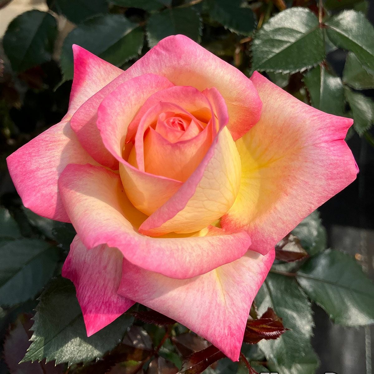 大苗 | THE ROSE SHOP｜バラ専門店 ザローズショップ 本店 - バラ苗の通販