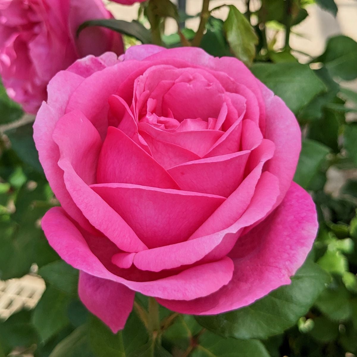 大苗 | THE ROSE SHOP｜バラ専門店 ザローズショップ 本店 - バラ苗の通販