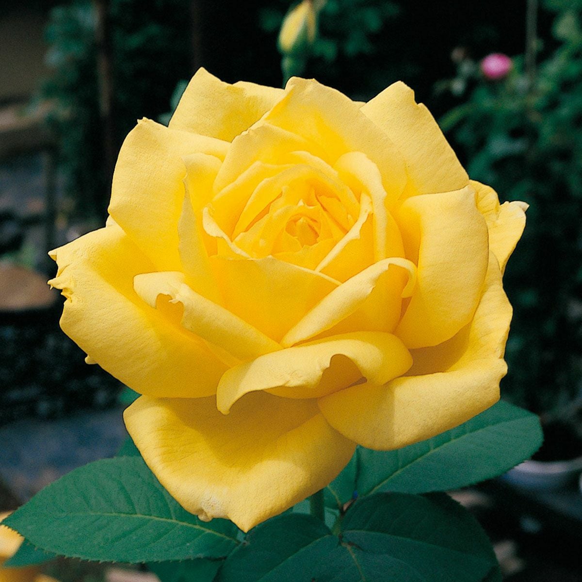 バラ苗 【ローズヨコハマ】 (新苗植え替え) ハイブリッドティー