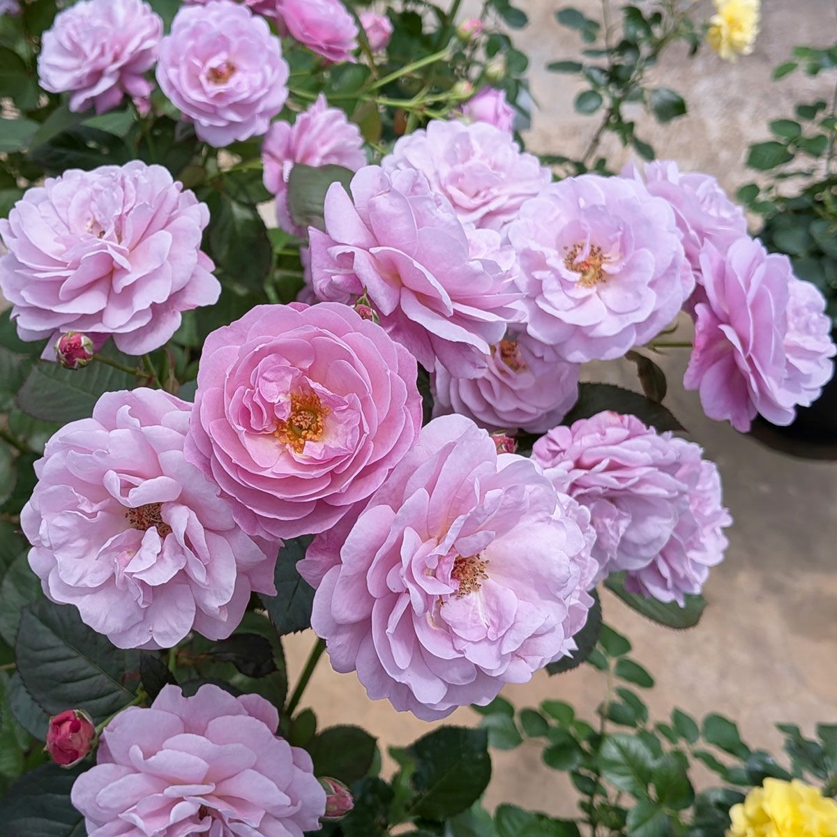 バラ苗 【あいの風 (あいのかぜ)】 (大苗) シュラブ 半つる性 四季咲き