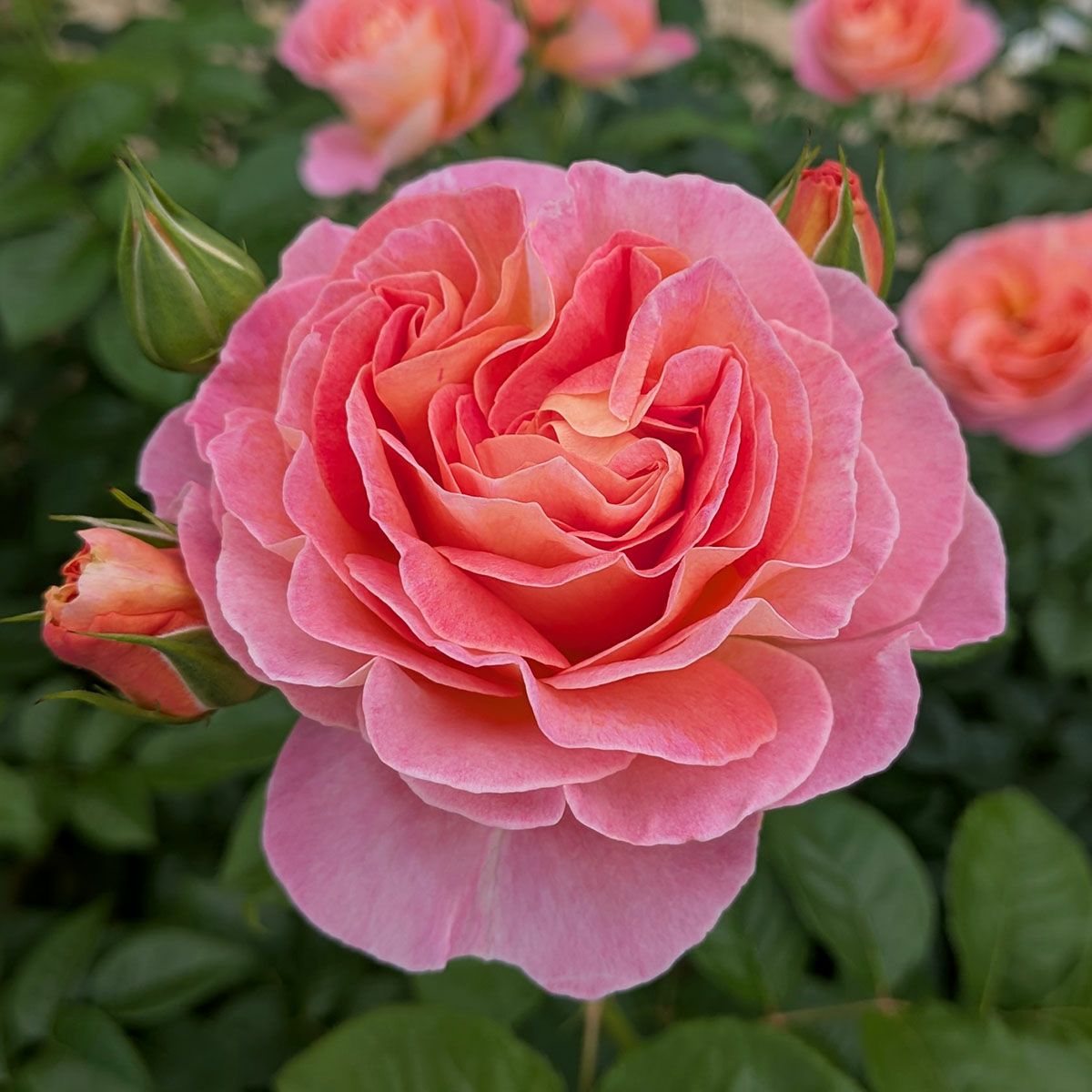 バラ苗 【ドルンブルガーシュロスローズ】 (大苗) フロリバンダ