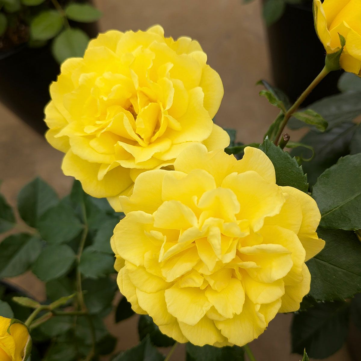 新品種・新入荷品種 | THE ROSE SHOP｜バラ専門店 ザローズショップ