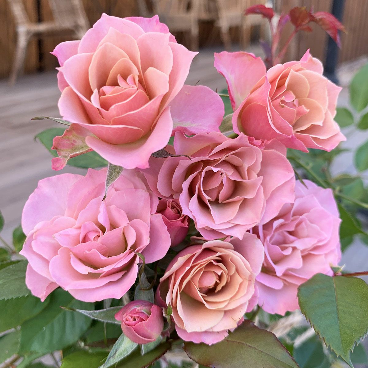 大輪バラ苗 ミックス 6鉢セット 大輪バラ苗 ミックス 6鉢セット