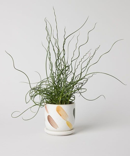 TODAY'S SPECIAL（トゥデイズスペシャル） 花瓶 デシレ ポット 11cm