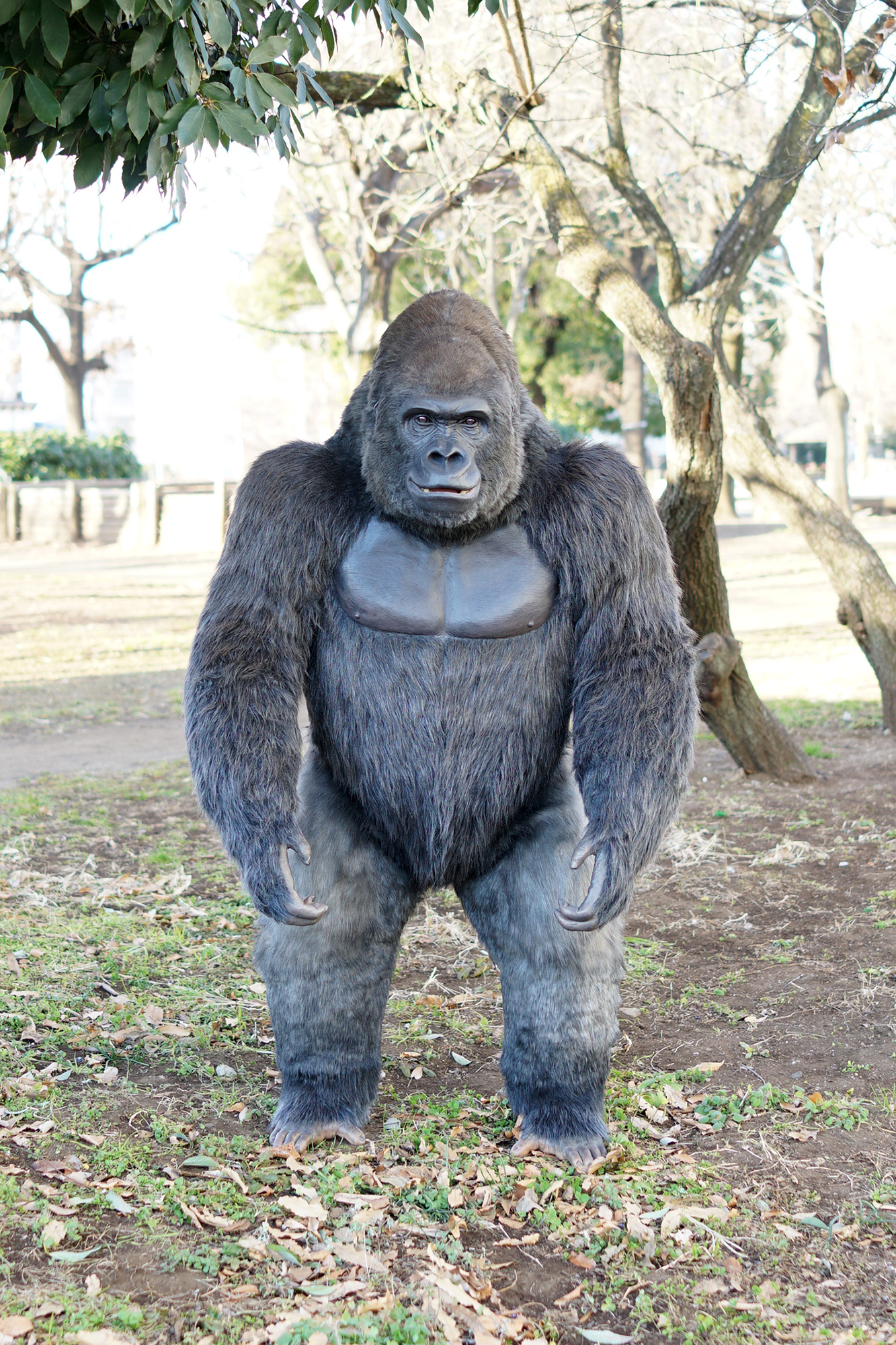 Gorilla Body Suit [GORILLA HALL Mascot Character (Store Manager