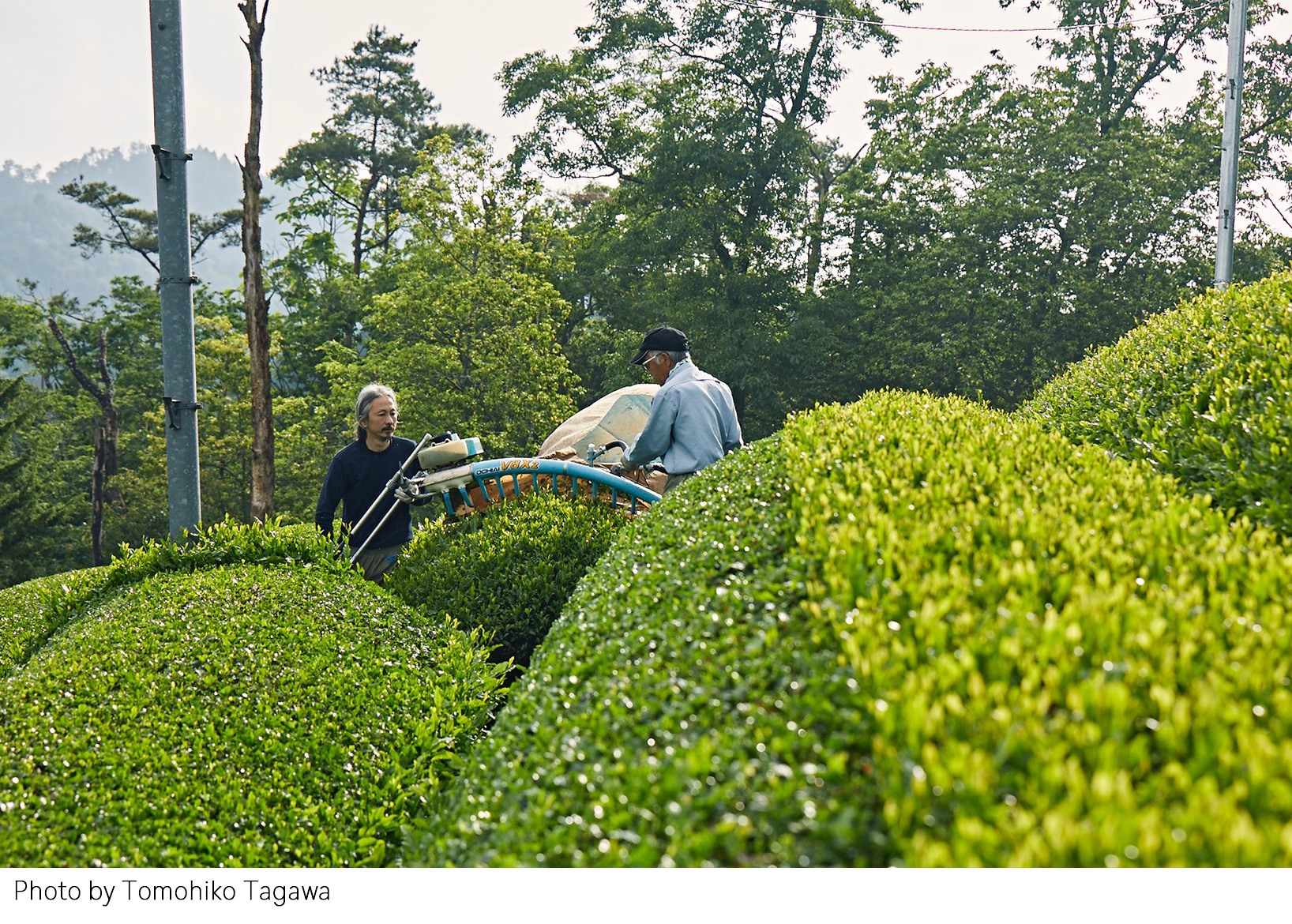 7/2(金)12:00〜よりWEBショップにて、陶芸家上田勇児の実家、上田農園