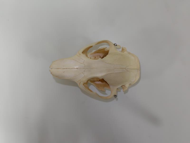 標本棚のラベル裏011 アメリカビーバー（頭骨） - 生き物・学び・研究