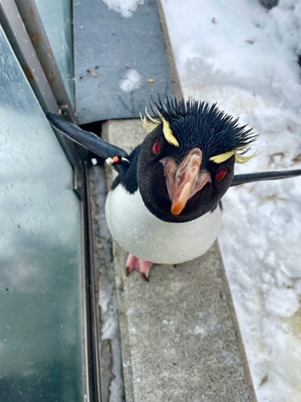 旭山動物園ぺんぎん館に行ってきました！ – 旭山動物園くらぶ