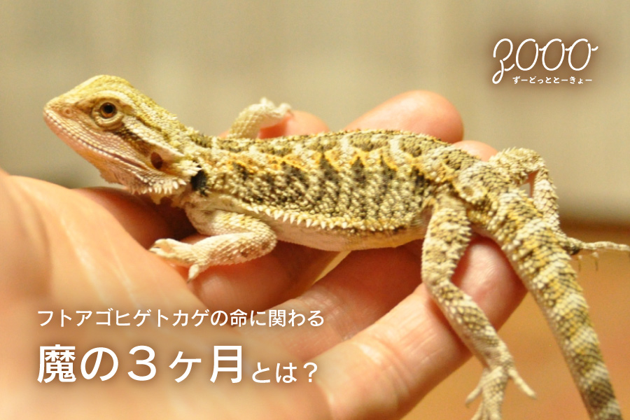 フトアゴヒゲトカゲの命に関わる魔の3ヶ月とは？｜ZOOO.tokyo